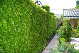 Вертикальное озеленение на даче - фото